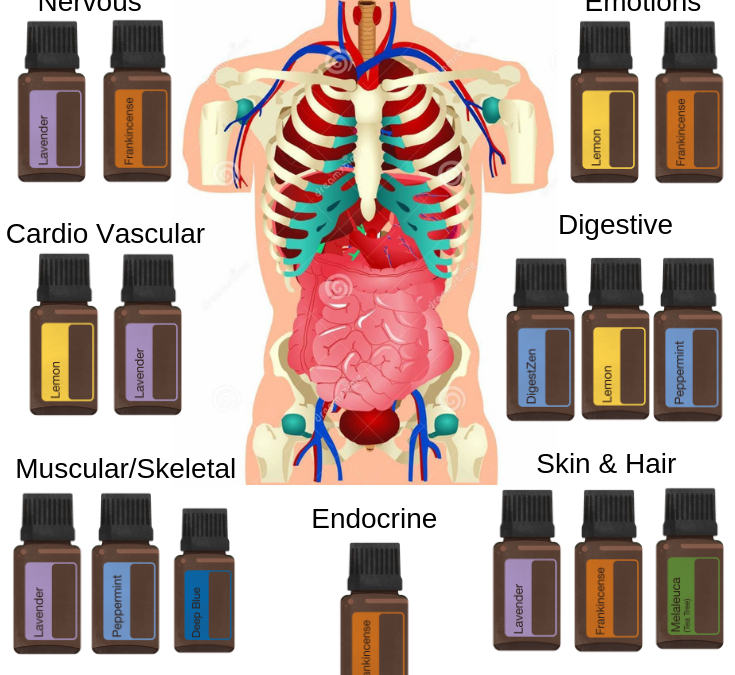 Supporting the Body Systems